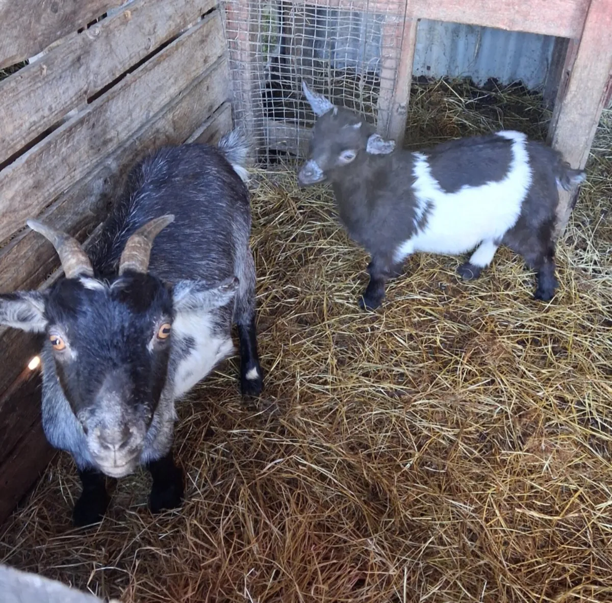 Pygmy  Goats Females - Image 1
