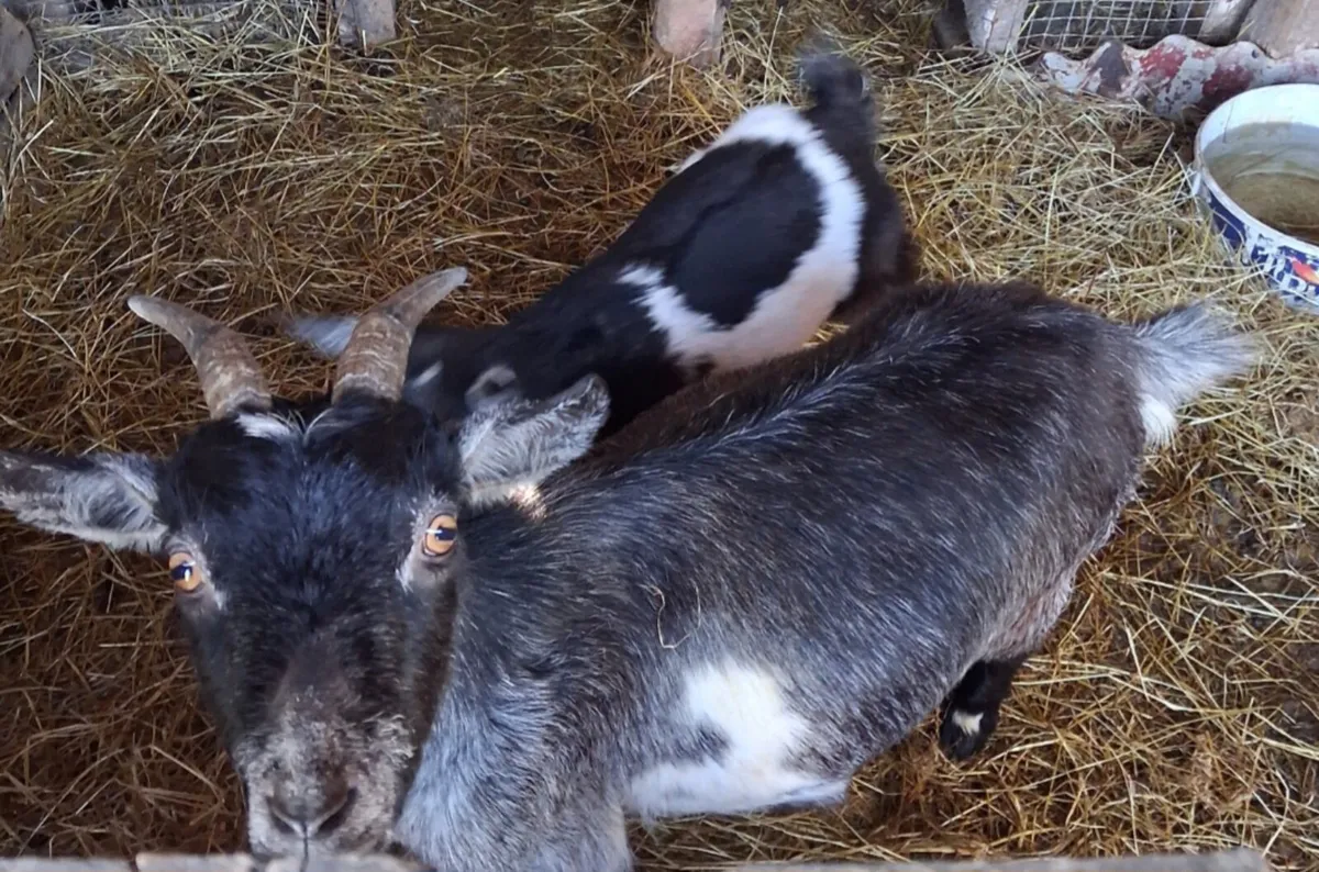 Pygmy  Goats Females - Image 2