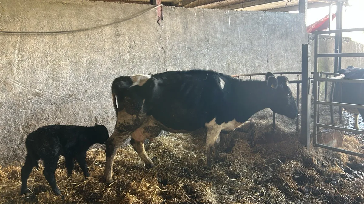 Calved cow to rear calves - Image 2