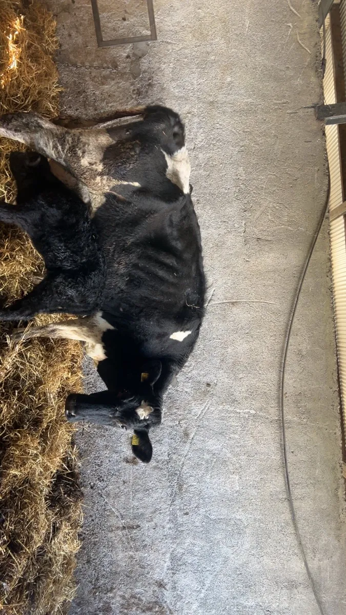 Calved cow to rear calves - Image 1
