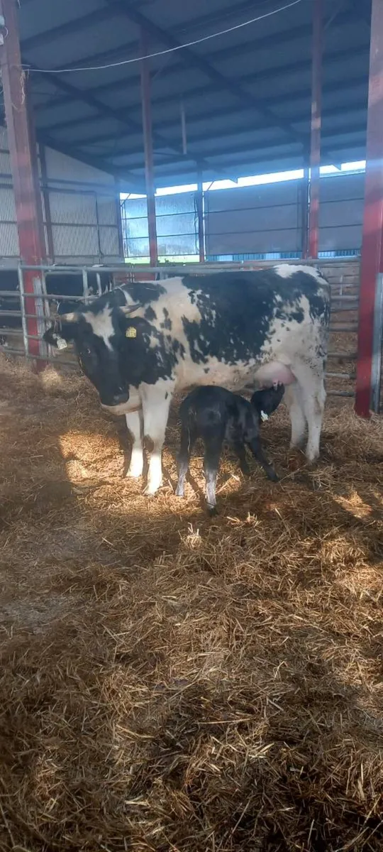 Suckler cow - Image 2