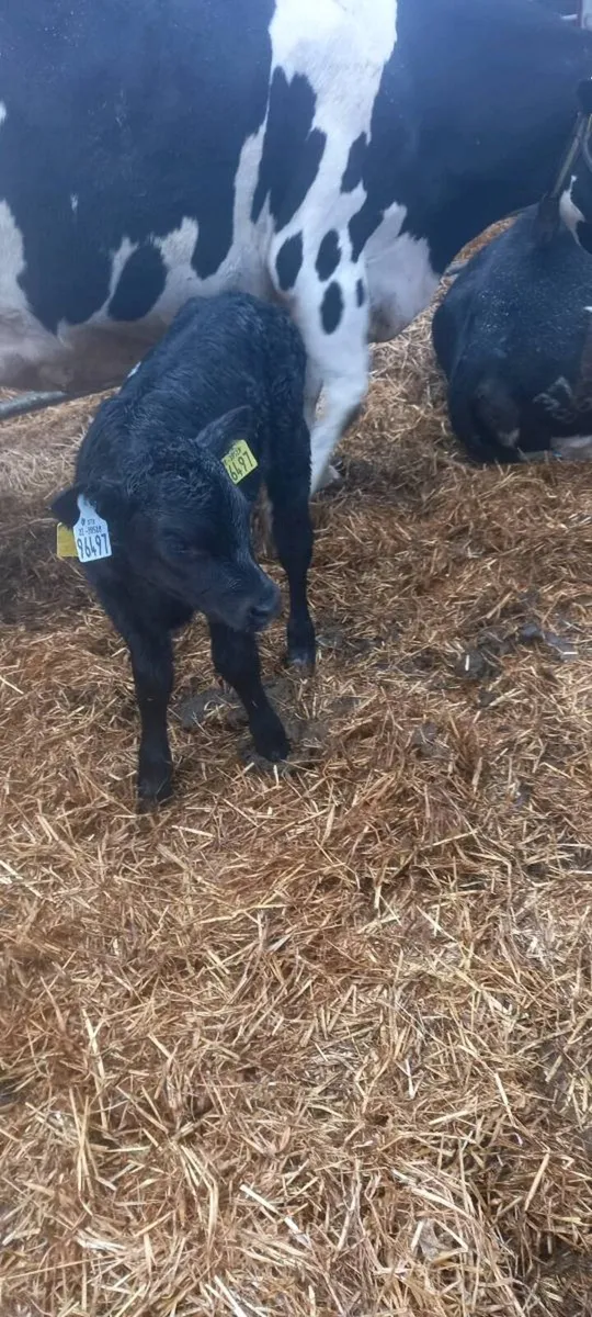 Suckler cow - Image 3