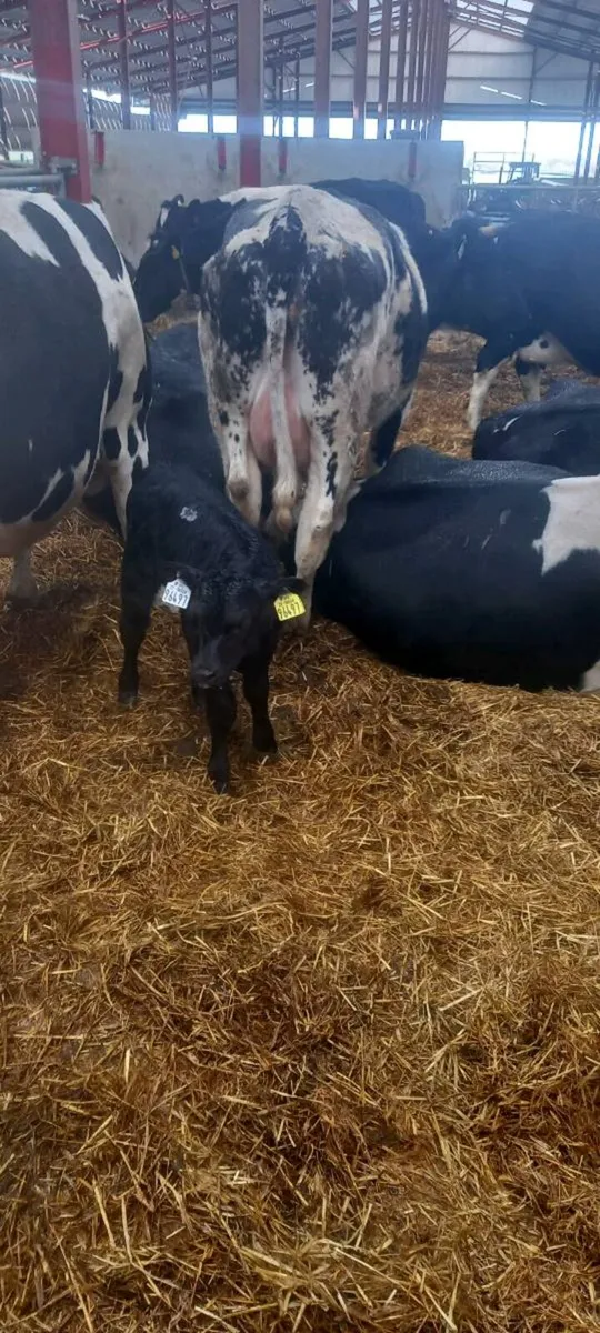 Suckler cow - Image 4