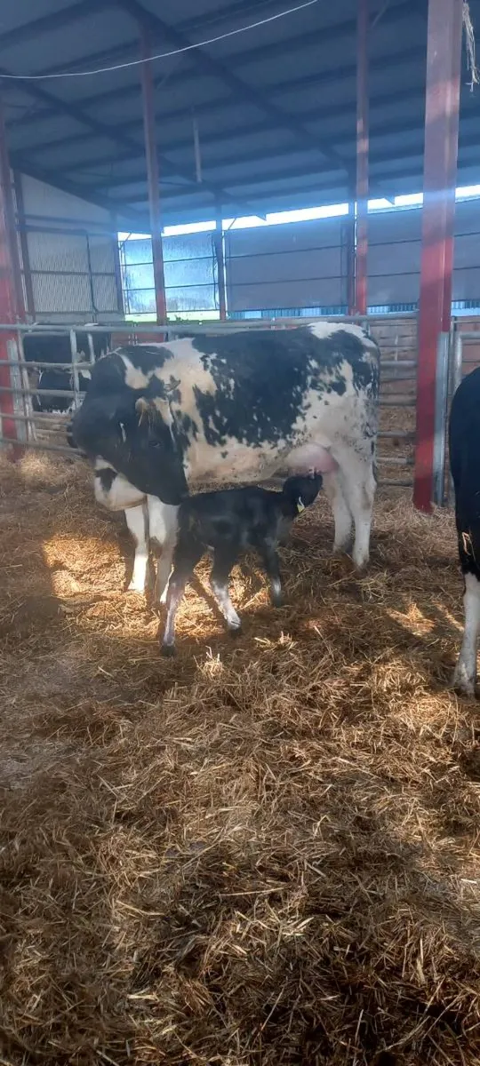 Suckler cow - Image 1