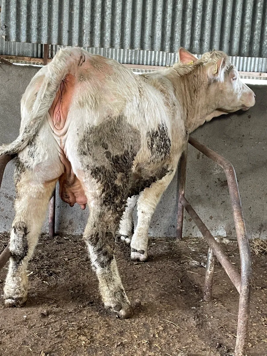 2 super charlois Incalf heifers - Image 3