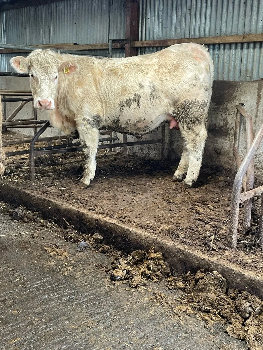 2 super charlois Incalf heifers - Image 4