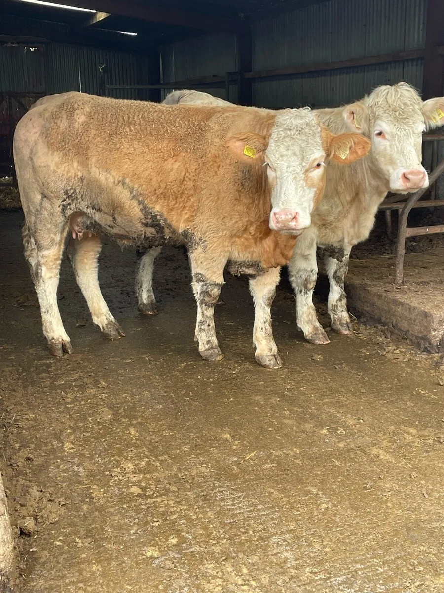 2 super charlois Incalf heifers - Image 2