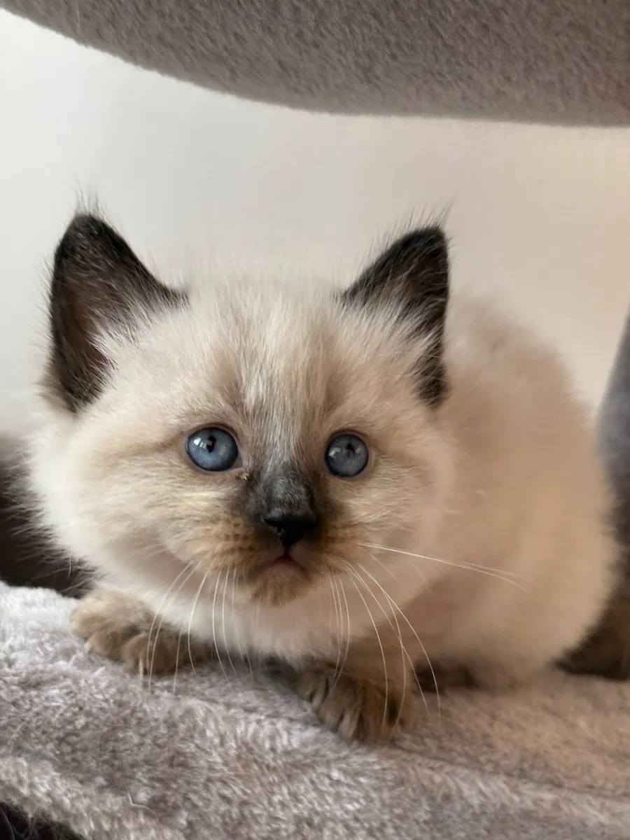❤️ Purebred Ragdoll Kitten❤️ - Image 2