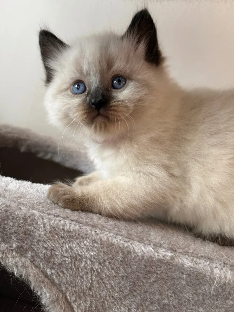 ❤️ Purebred Ragdoll Kitten❤️ - Image 3