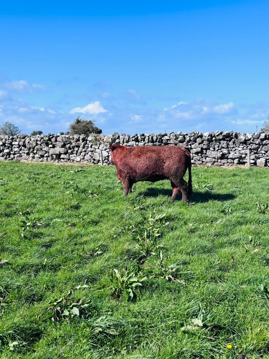 Springers for Headford mart March 28th. - Image 2