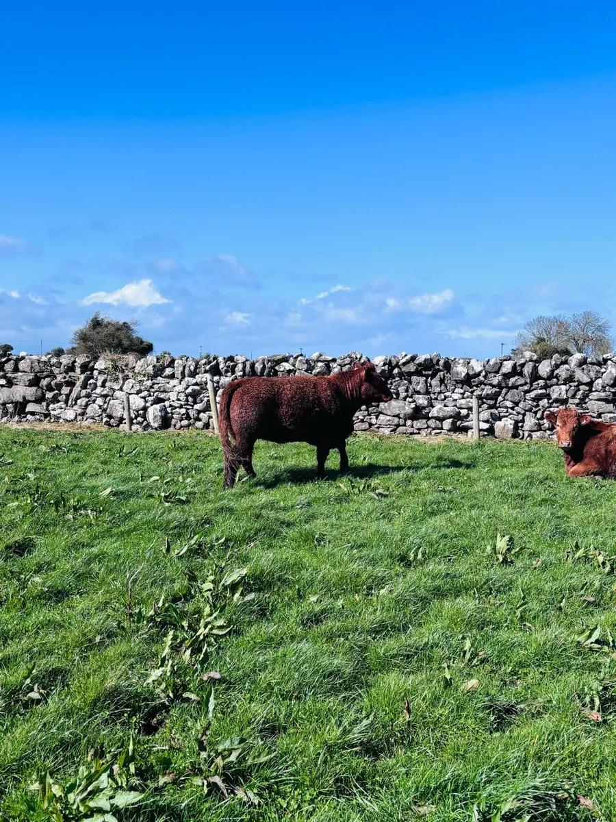 Springers for Headford mart March 28th. - Image 3