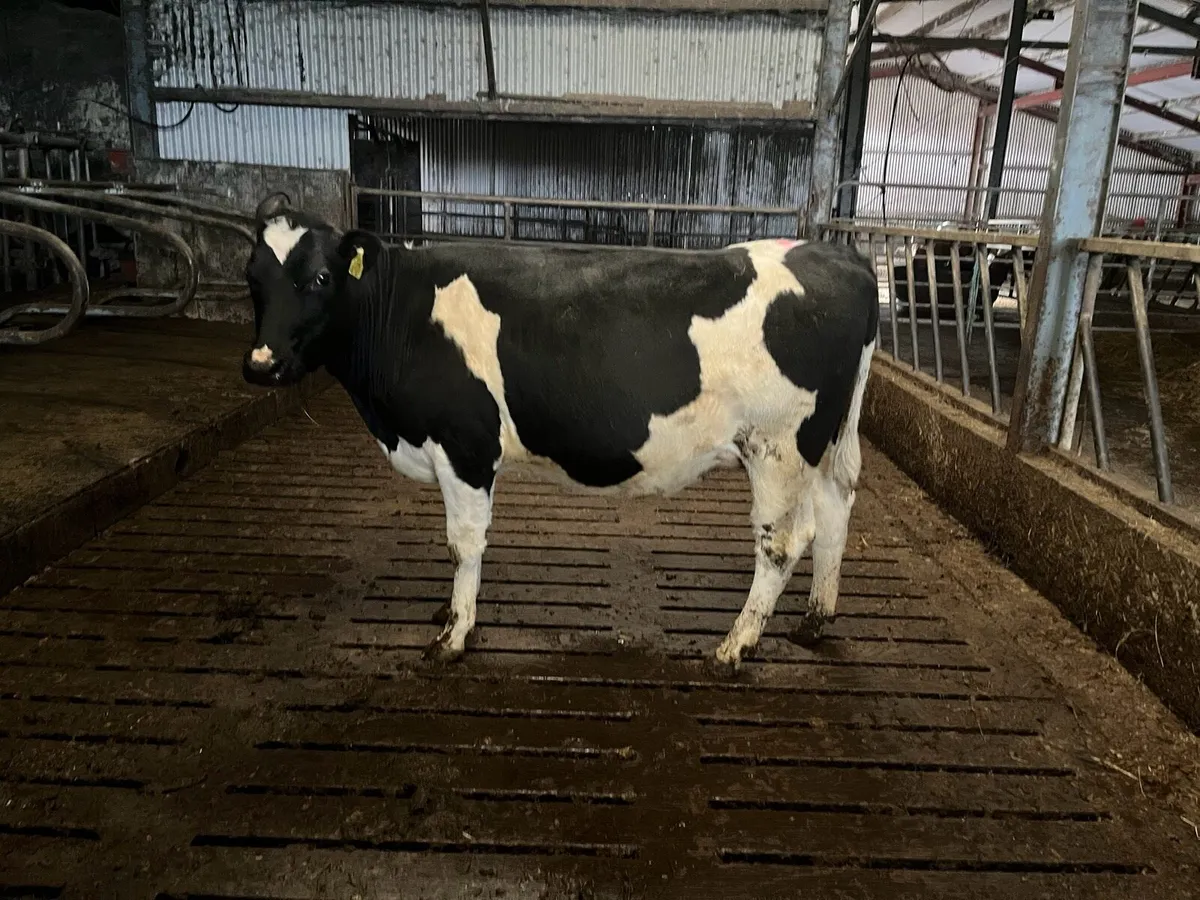 4 British Friesian Heifers Incalf for sale - Image 1