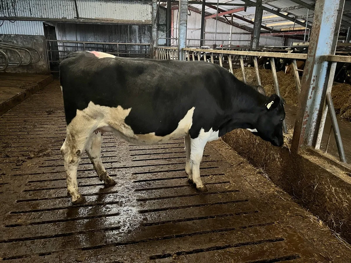 4 British Friesian Heifers Incalf for sale - Image 2