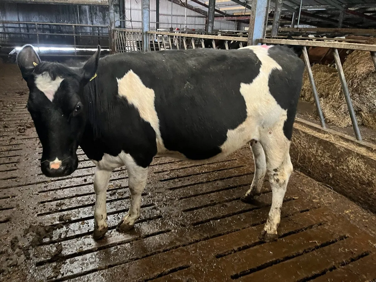 4 British Friesian Heifers Incalf for sale - Image 3