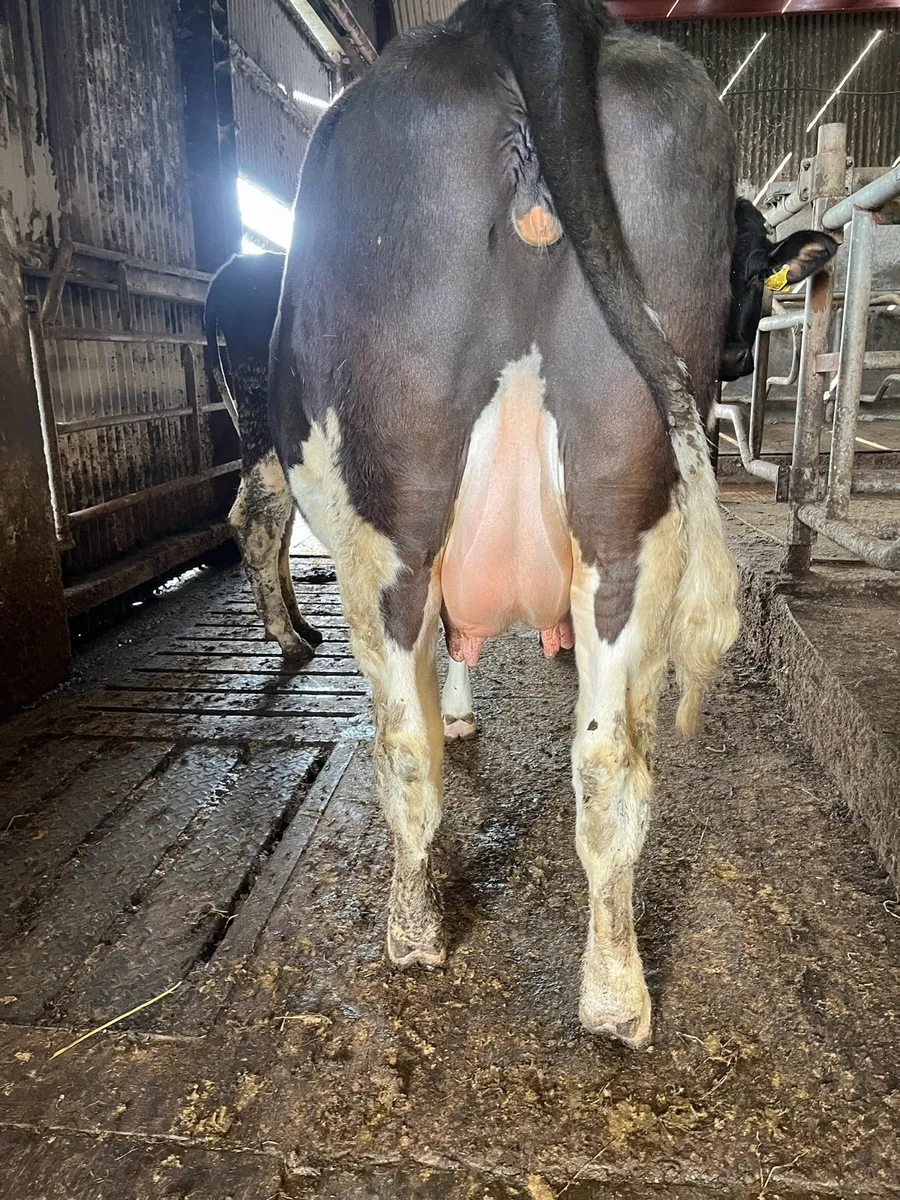 4 British Friesian Heifers Incalf for sale - Image 4