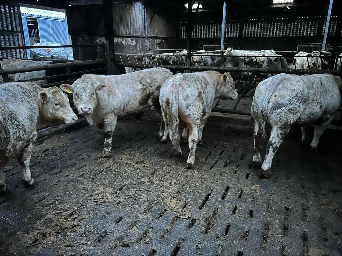 Pure Bred Charolais Bulls - Image 3