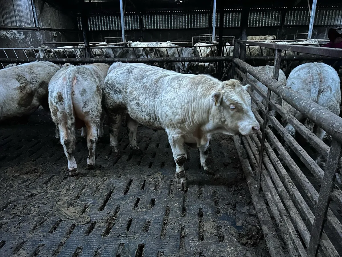 Pure Bred Charolais Bulls - Image 2