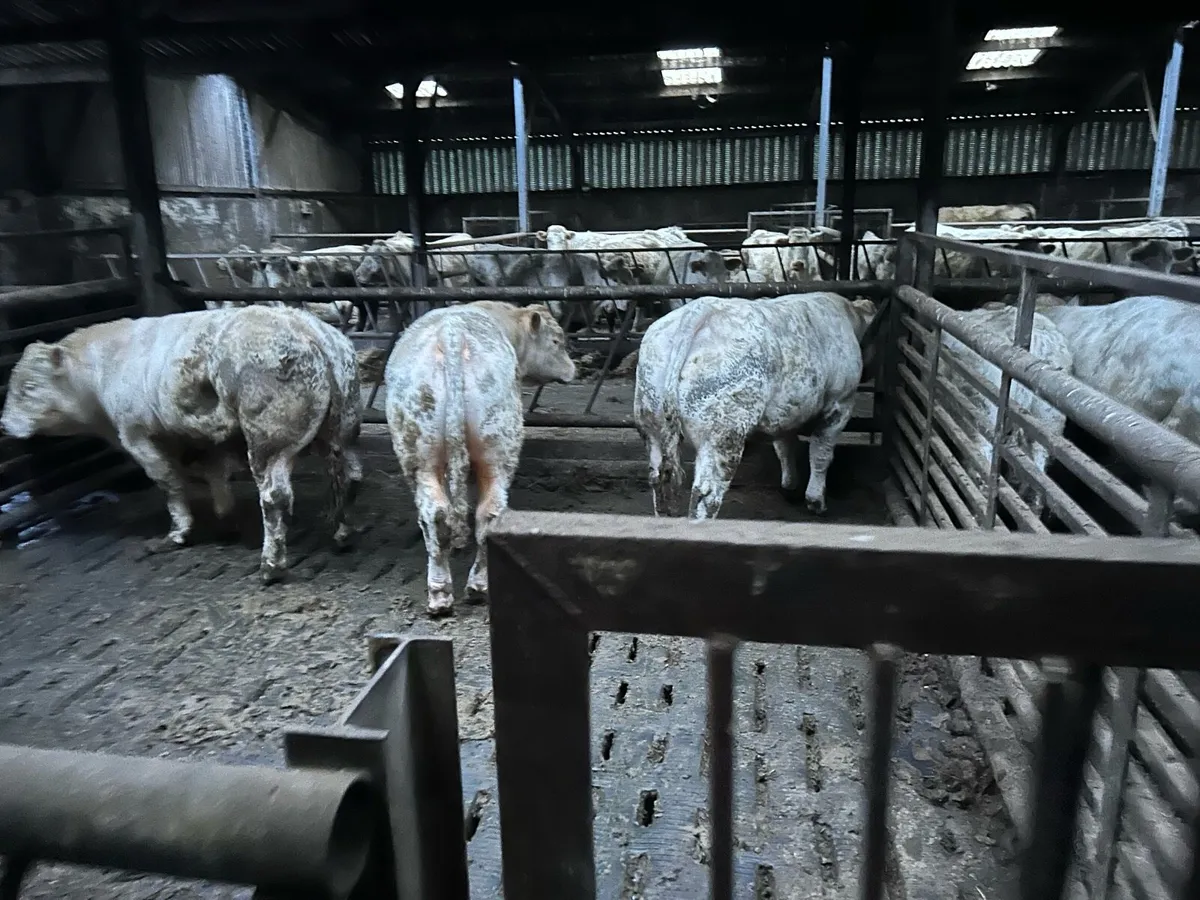 Pure Bred Charolais Bulls - Image 4