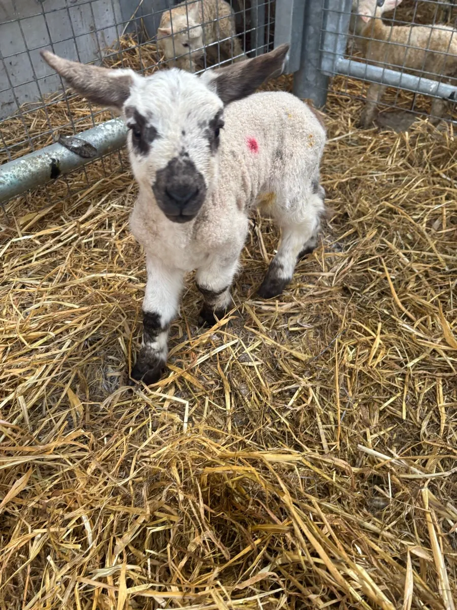 Foster / Pet Lambs - Image 1