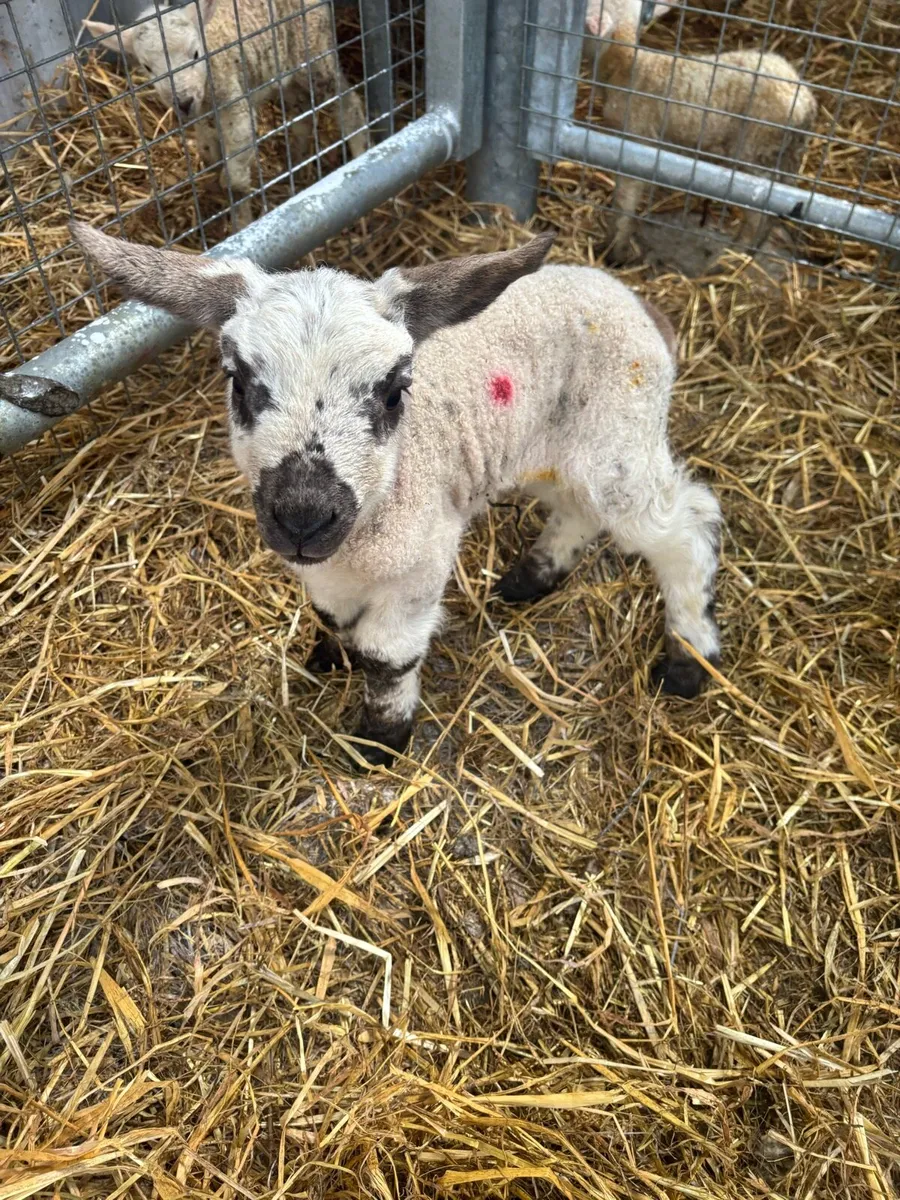 Foster / Pet Lambs - Image 2