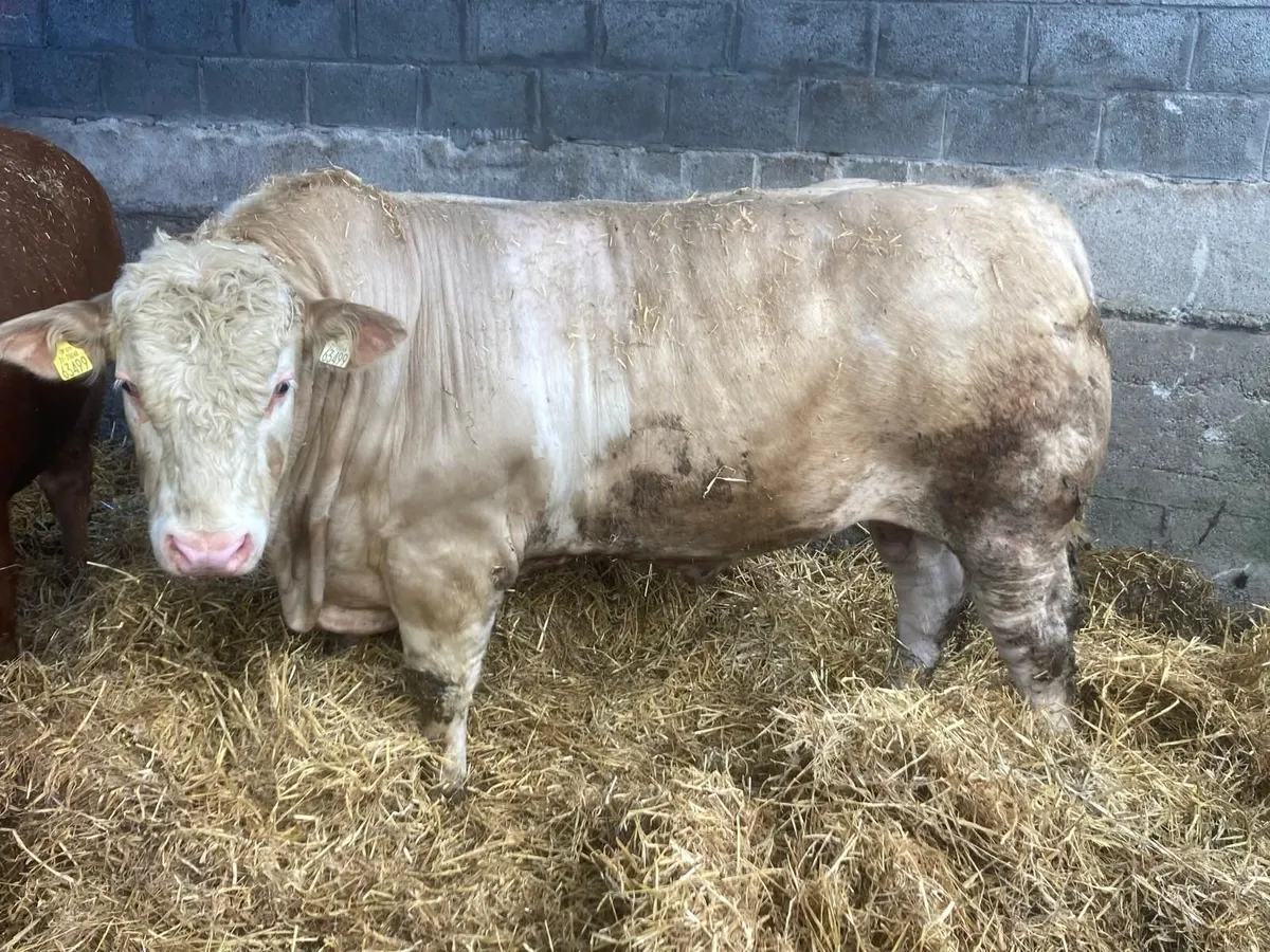 Simmental Bull - Image 1