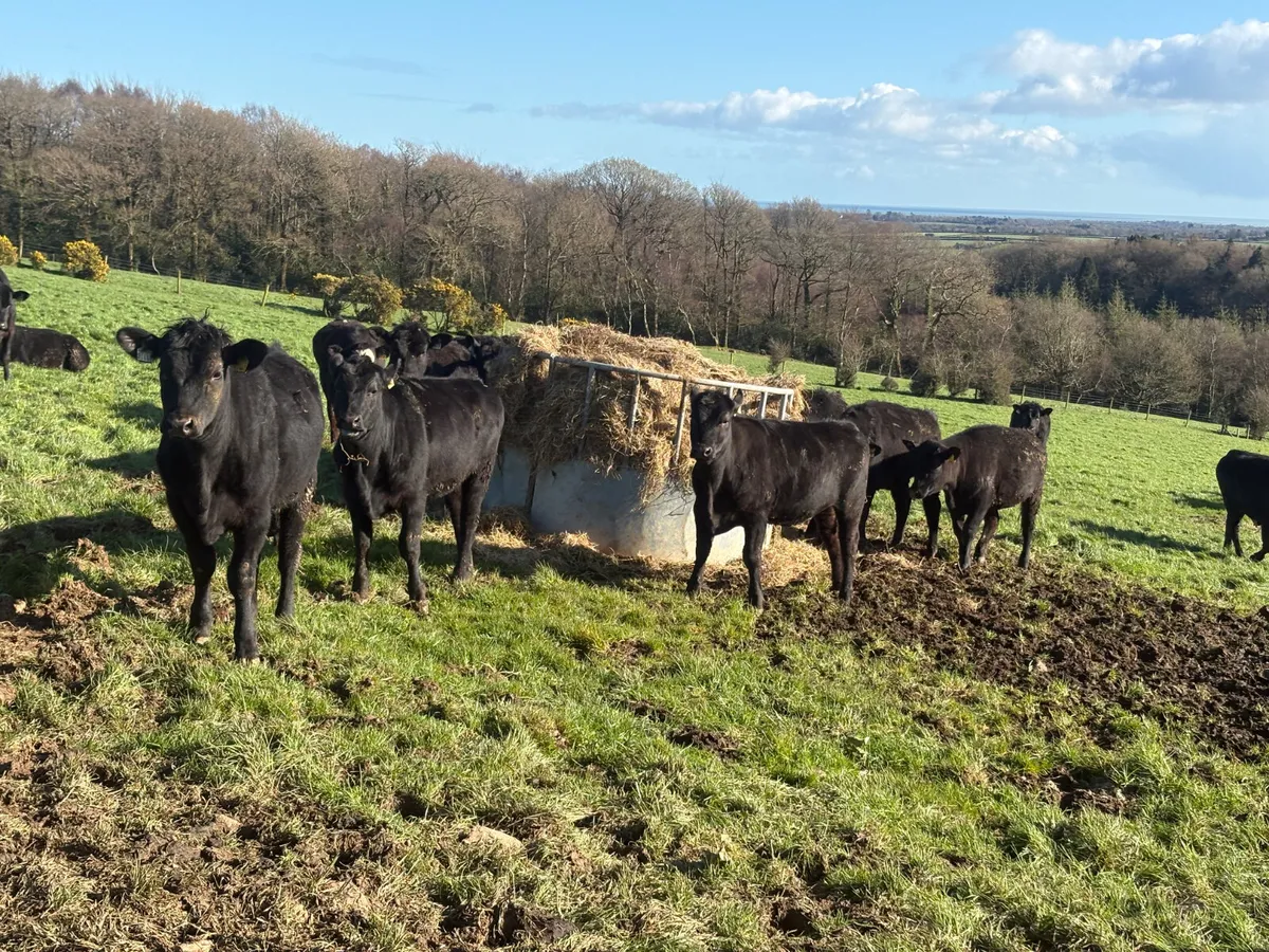 40 Angus heifers (yearlings) - Image 2