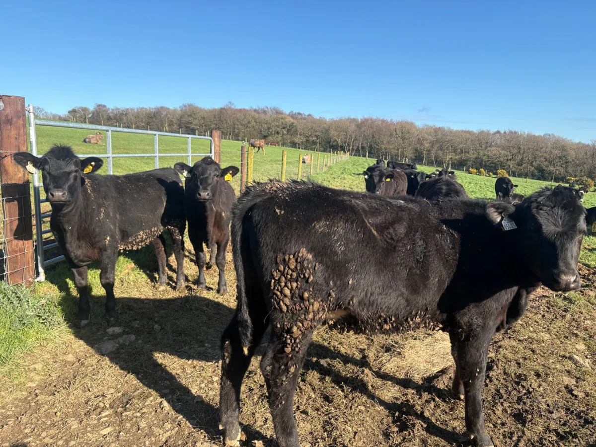 40 Angus heifers (yearlings) - Image 3