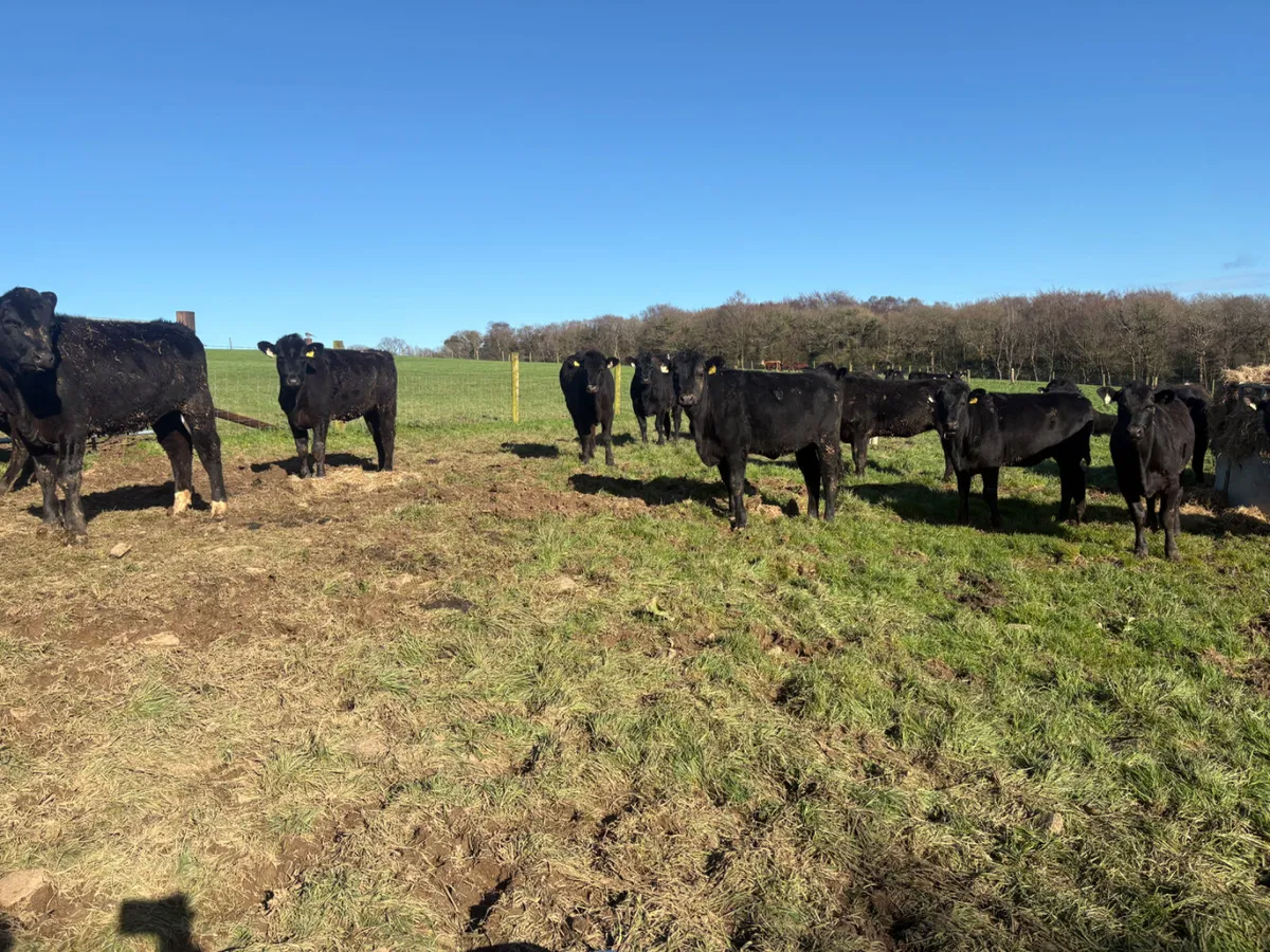 40 Angus heifers (yearlings) - Image 4
