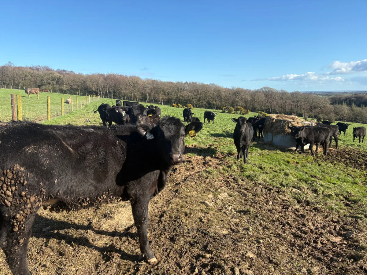 40 Angus heifers (yearlings) - Image 1