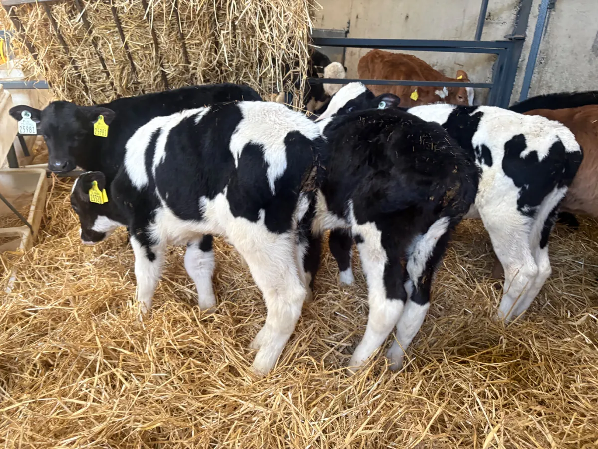 10 Calves (€1000 for lot ) - Image 3