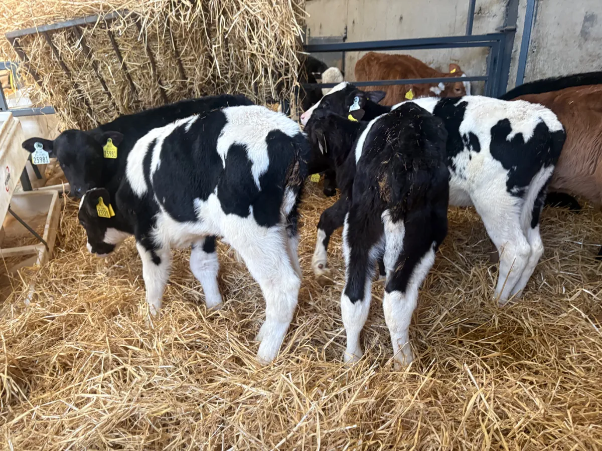 10 Calves (€1000 for lot ) - Image 2
