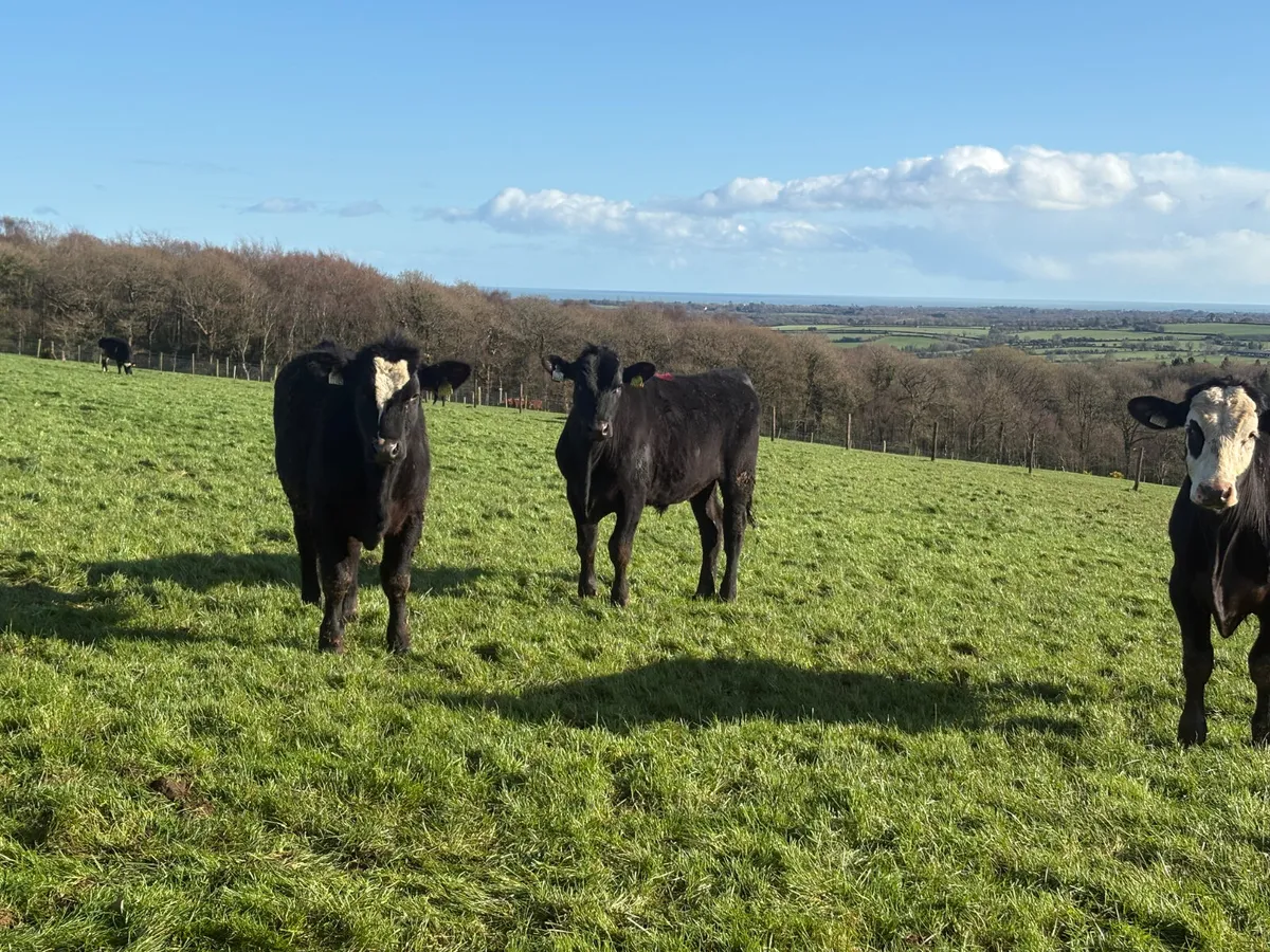 17 Angus & Hereford Bullocks - Image 4