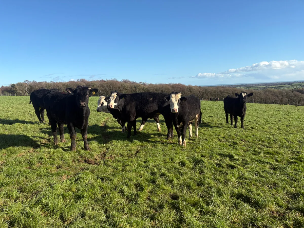 17 Angus & Hereford Bullocks - Image 1