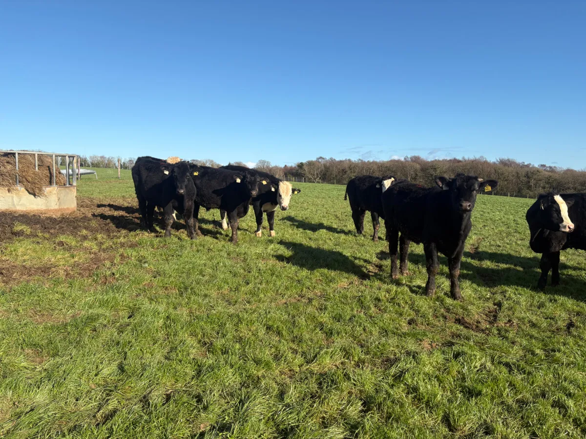 17 Angus & Hereford Bullocks - Image 2