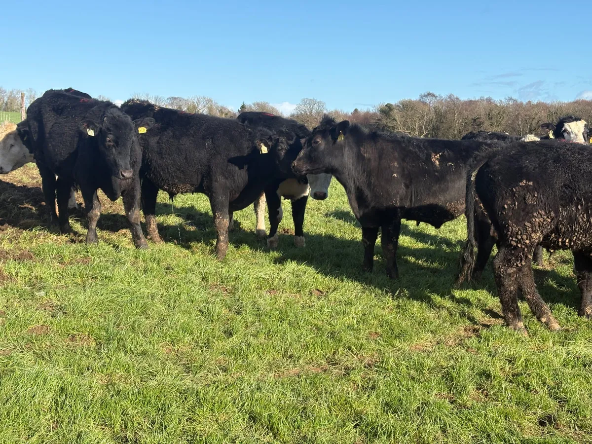 17 Angus & Hereford Bullocks - Image 3