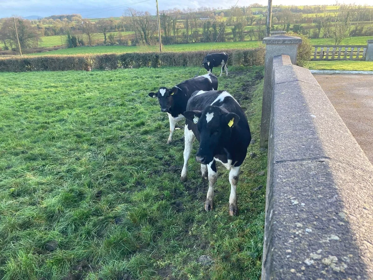 Breeding Heifers - Image 1