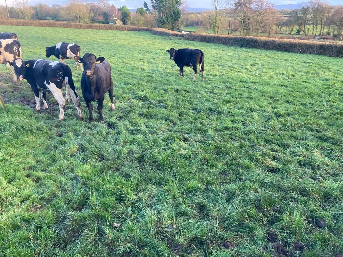 Breeding Heifers - Image 2