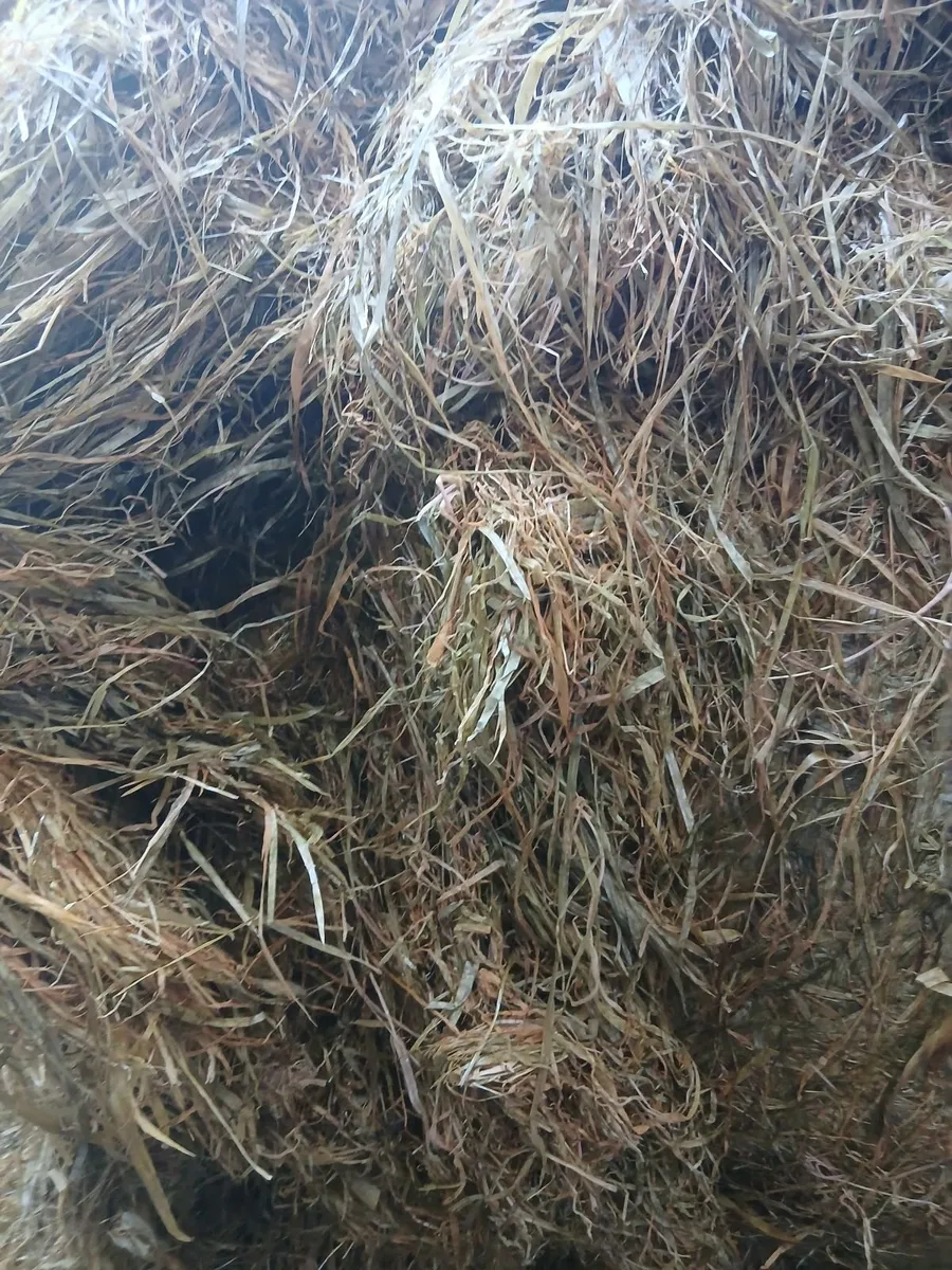 Round bales - Image 4