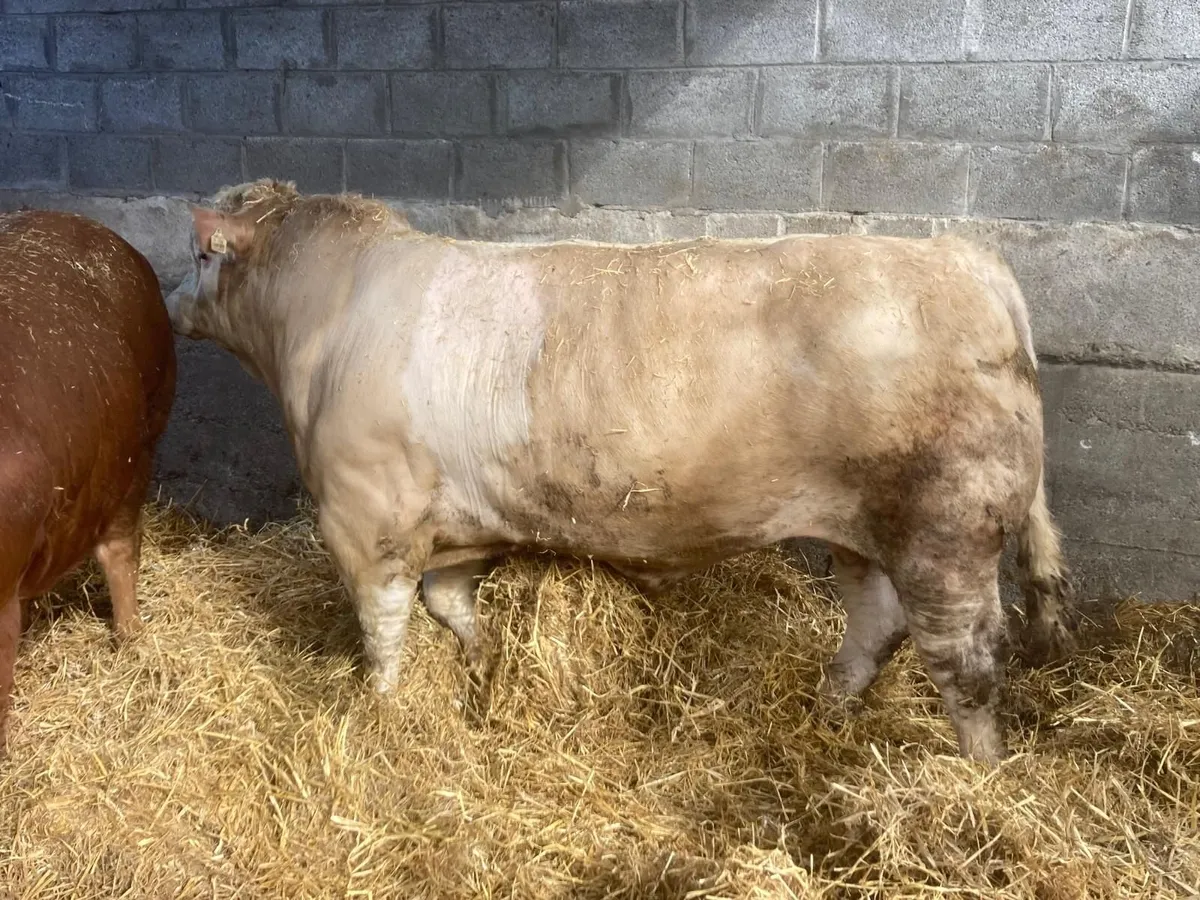 Simmental Bull - Image 2