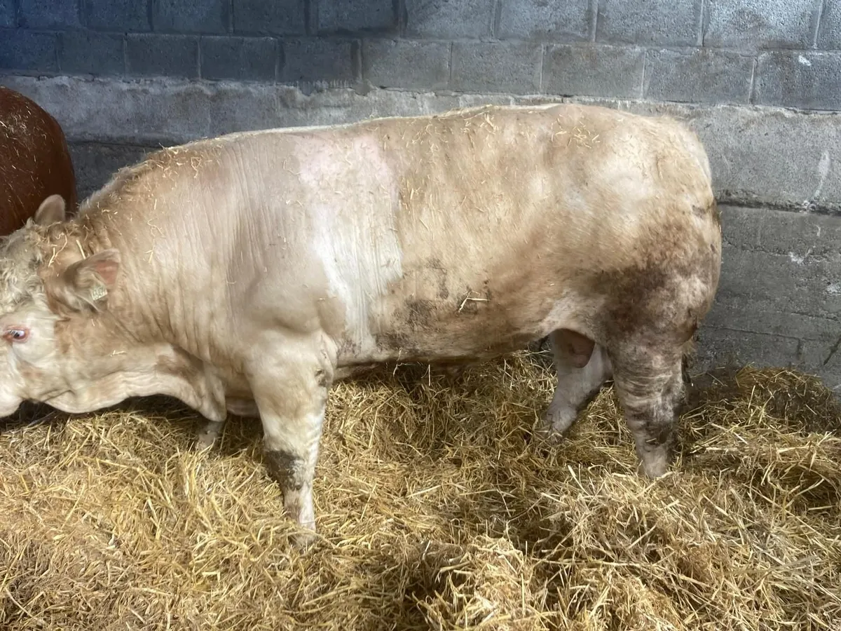 Simmental Bull - Image 4