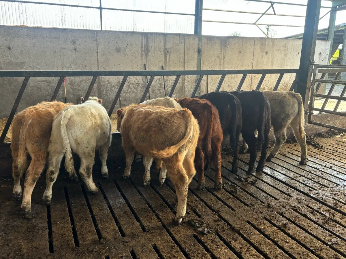 Suckler cows with calves - Image 4