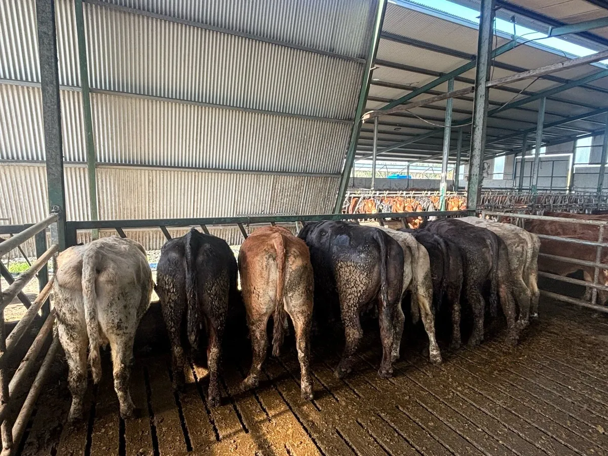 Suckler cows with calves - Image 1