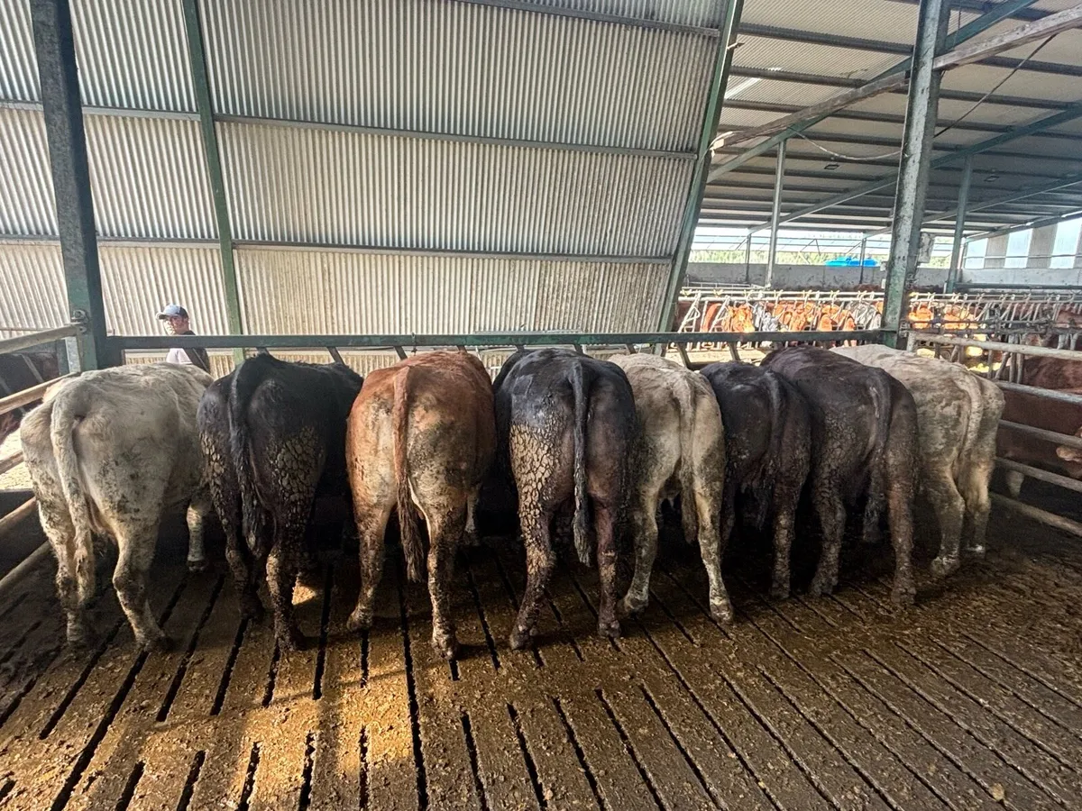 Suckler cows with calves - Image 2