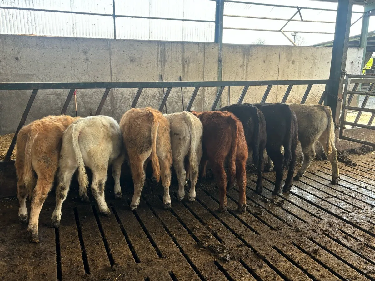 Suckler cows with calves - Image 3