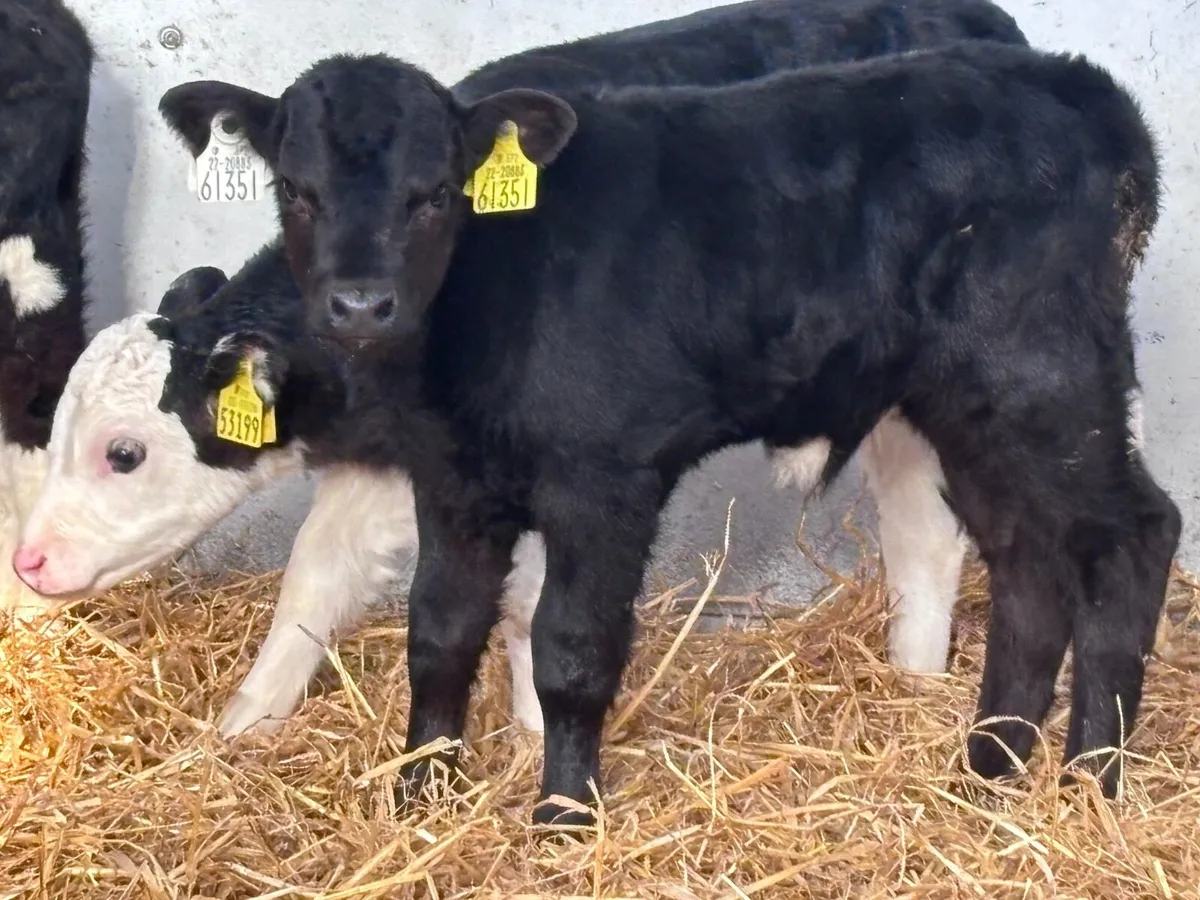 5 Hereford & Angus calves for sale @€285 - Image 2