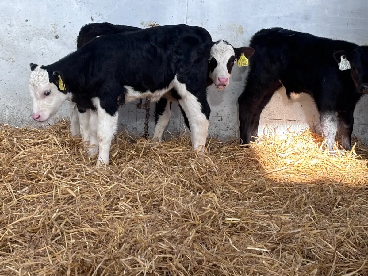 5 Hereford & Angus calves for sale @€285 - Image 4