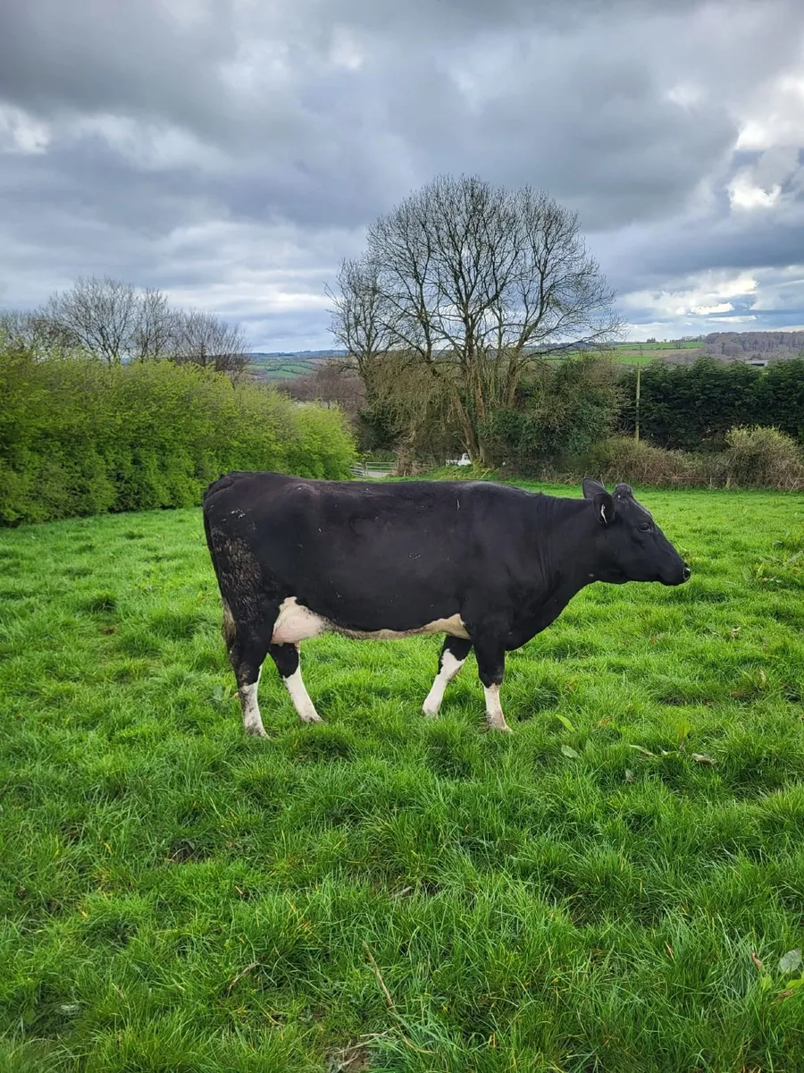 50 Dairy + 50 Maiden Hfr Bandon Mart 26 March - Image 2