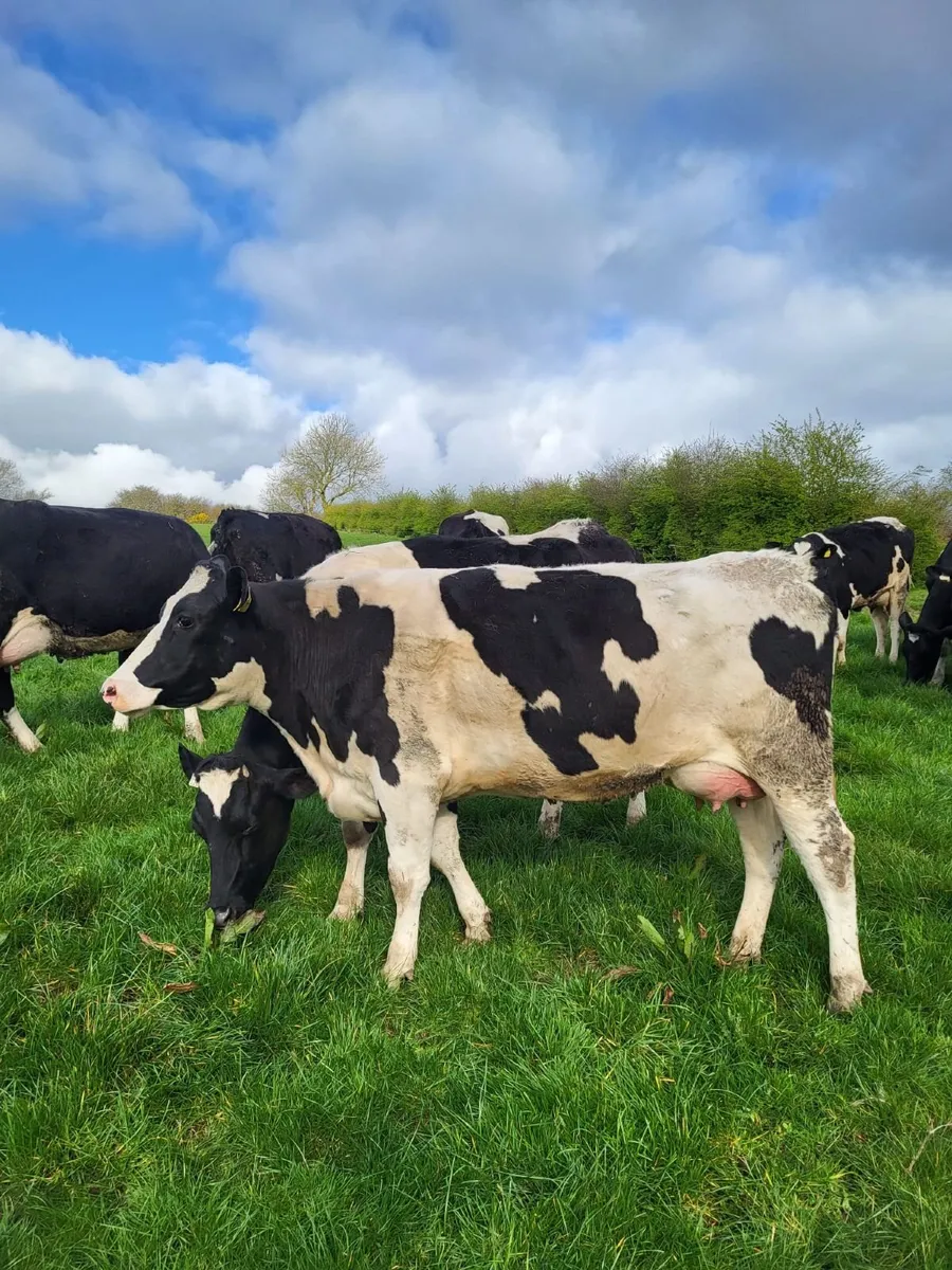 50 Dairy + 50 Maiden Hfr Bandon Mart 26 March - Image 4
