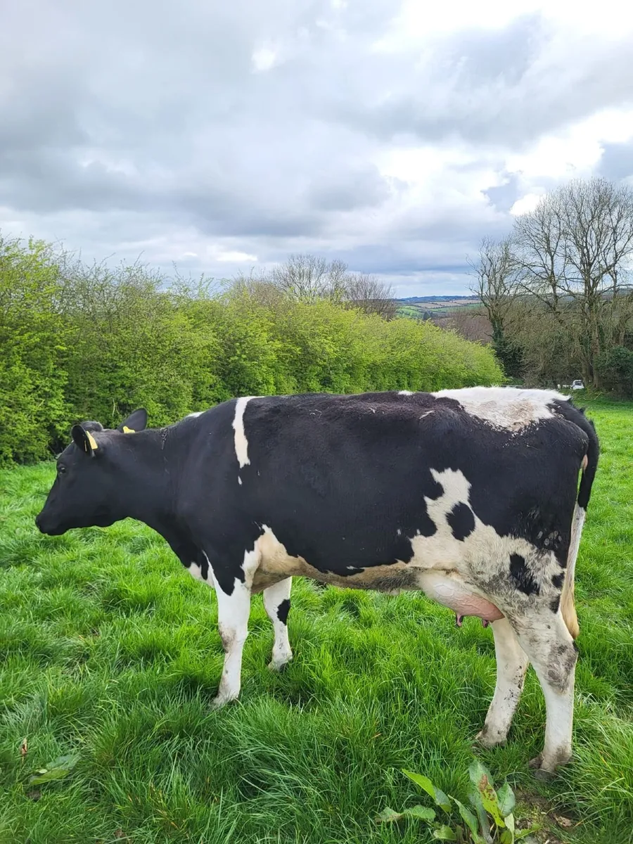 50 Dairy + 50 Maiden Hfr Bandon Mart 26 March - Image 3