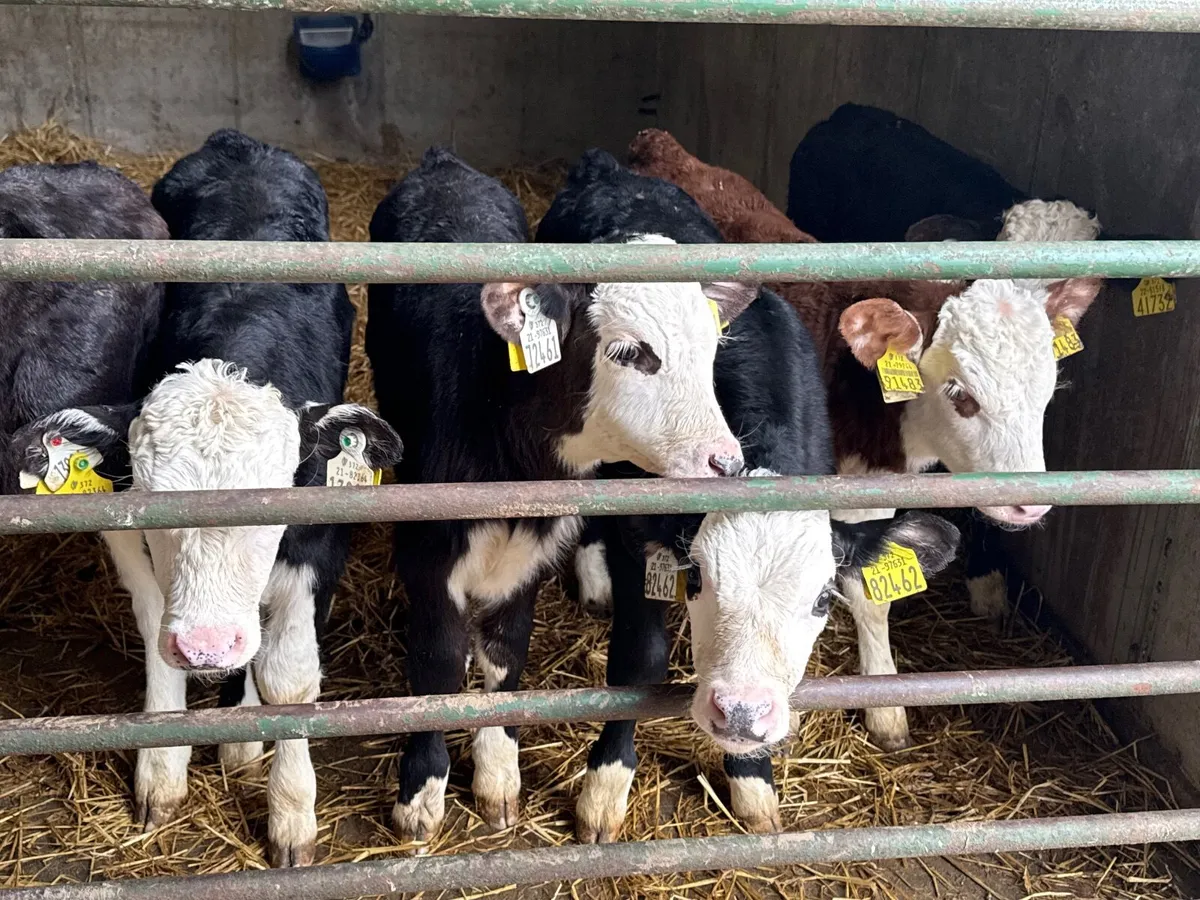 10 Strong Hereford Bull Calves - Image 4